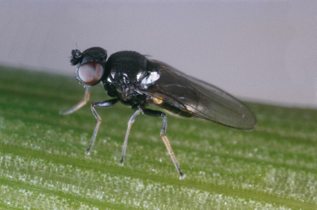 Frit fly. Copyright Bayer CropScience.